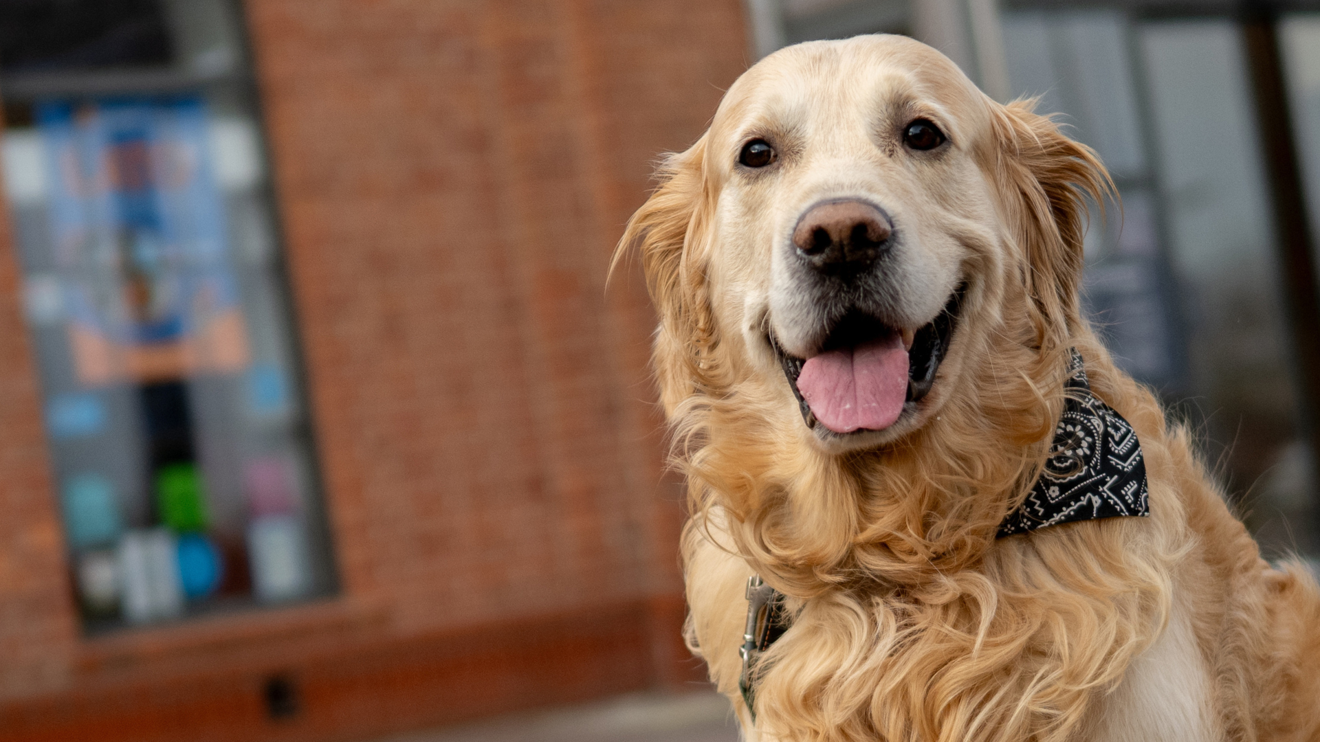 Golden Retriever Sitting By Store Waiting For Owner